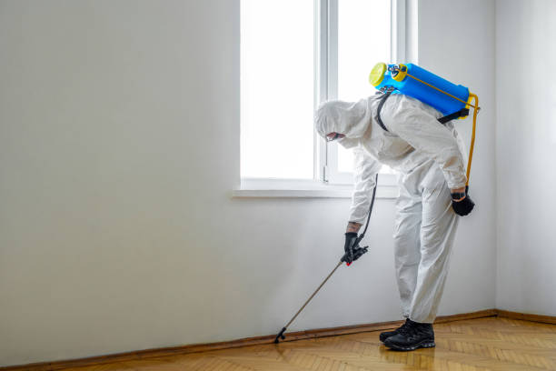 Wasp Removal Services in Montverde, FL