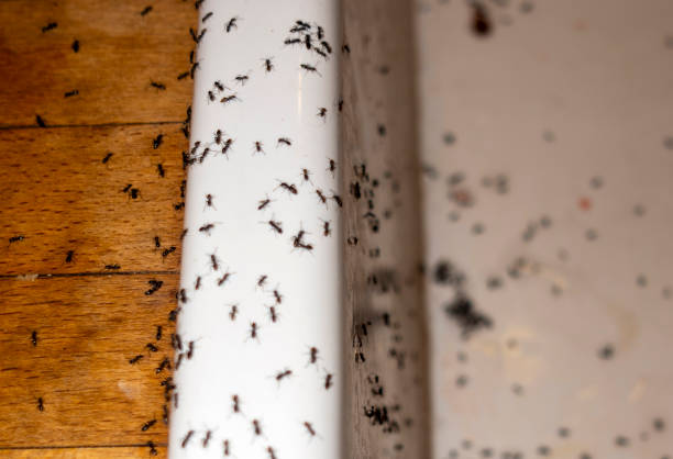 Best Residential Pest Control  in Montverde, FL